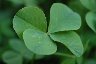 Four leaf clover