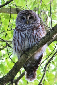 Why Do You Want to Raise Your Vibration?