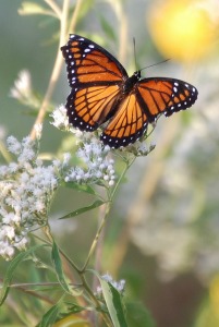 Your True Vibration Is Love and Joy