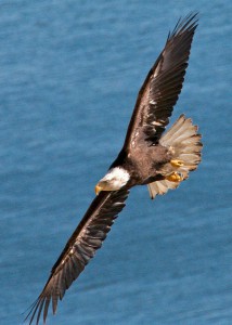 How Your Vibration Level Controls Your Life