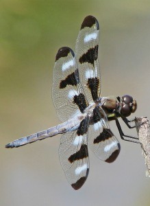 12 Signs You Need an Emotional Detox