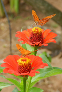 How to Release the Past Using Your Whole Brain