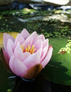 15 Reasons to Heal Childhood Trauma